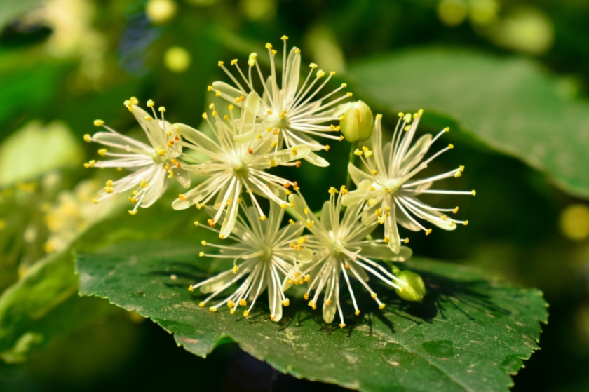 Linden flowers will die on a tree in green leaves.